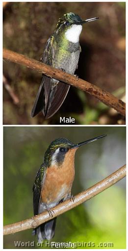 Hummingbird Garden Catalog: White-Throated Mountain-Gem